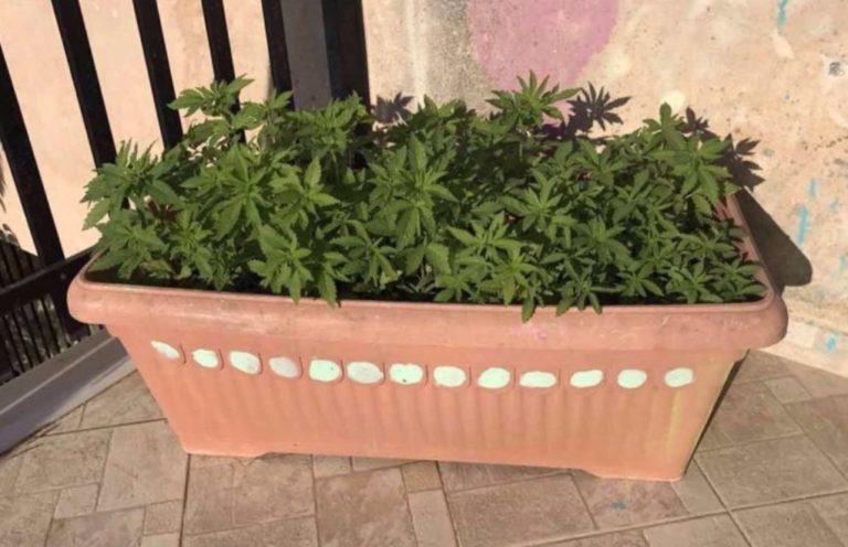 Σύλληψη στη Μεγαλόπολη για καλλιέργεια κάνναβης