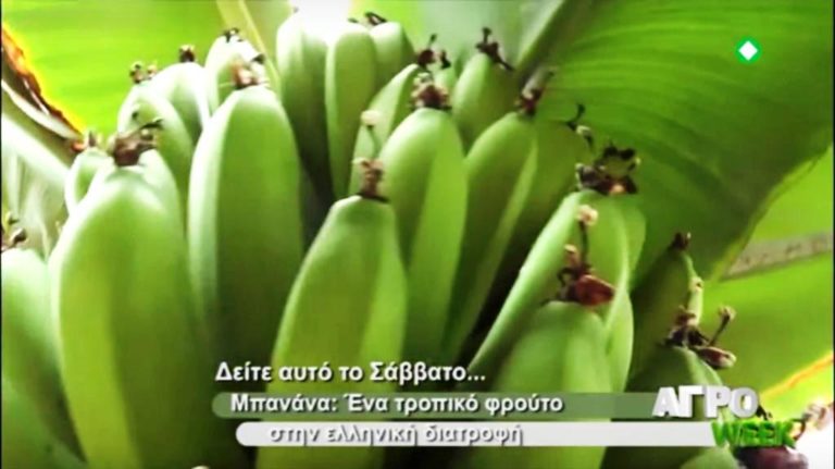 «ΑΓΡΟweek»: Καλλιέργεια μπανάνας, καλλωπιστικών φυτών και θάμνων (trailer)