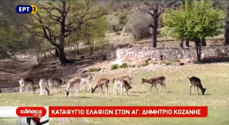 Καταφύγιο ελαφιών στον Άγιο Δημήτριο Κοζάνης (video)