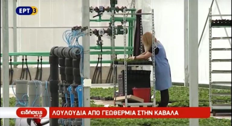 Ανθοκομική μονάδα με ενέργεια από γεωθερμία στην Καβάλα (video)