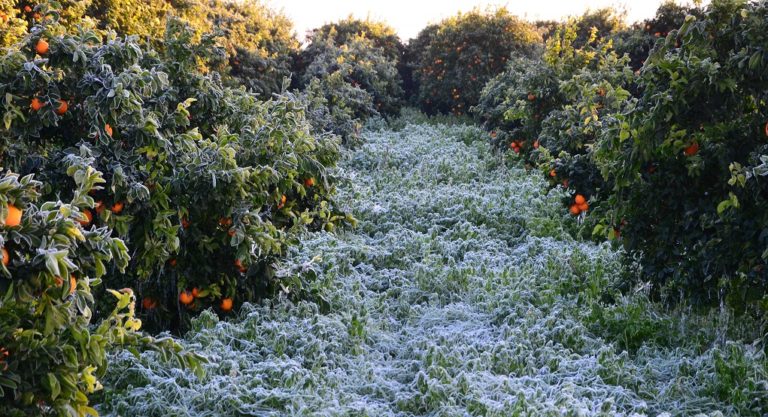 Αποζημιώσεις περίπου 11 εκατ. ευρώ σε 9.772 δικαιούχους από τον ΕΛΓΑ