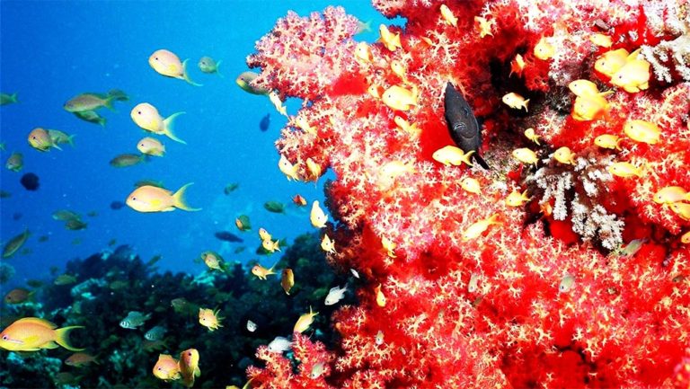 IUCN: Σε κίνδυνο τα κοράλλια της Μεσογείου