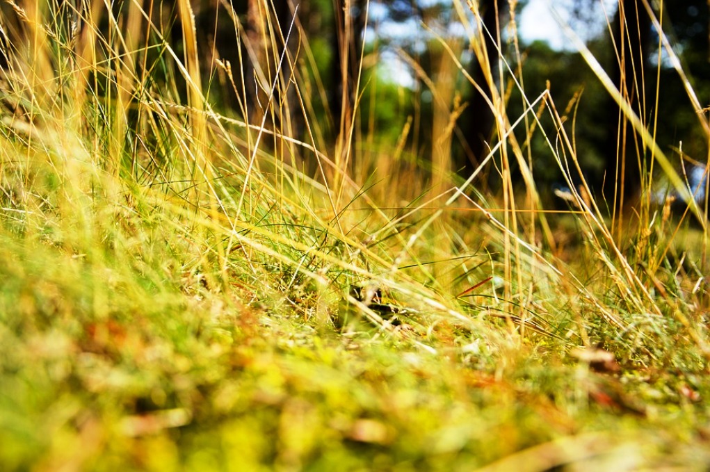 Φλώρινα: Αποψίλωση αυτοφυούς βλάστησης από οικόπεδα
