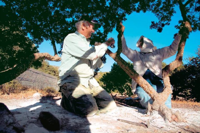 Εκδηλώσεις με «άρωμα μαστίχας» στο Χαϊδάρι από το Σύλλογο Πυργουσών Αττικής