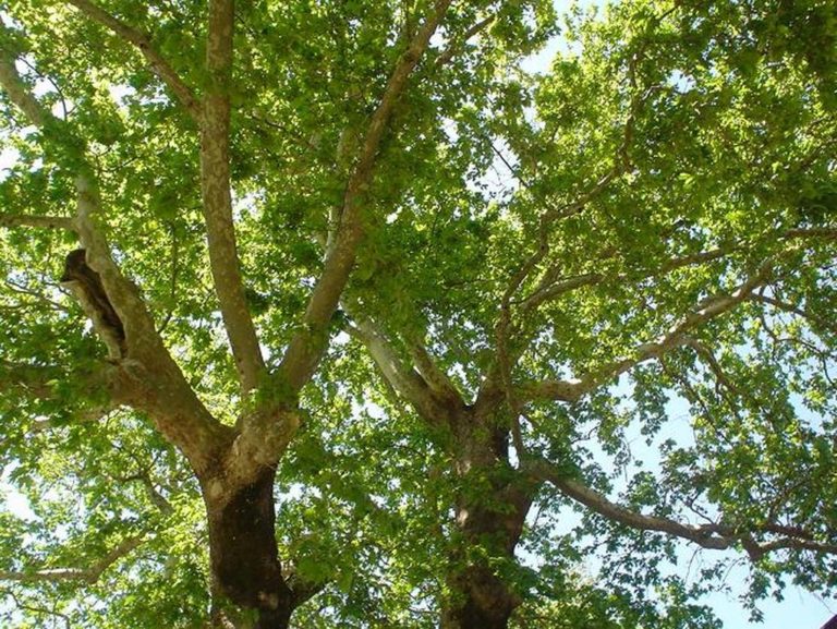 Πύργος: Μύκητας «θανατώνει» τα πλατάνια