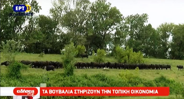 «Πρωταθλητής» στην εκτροφή βουβαλιών ο νομός Σερρών (video)