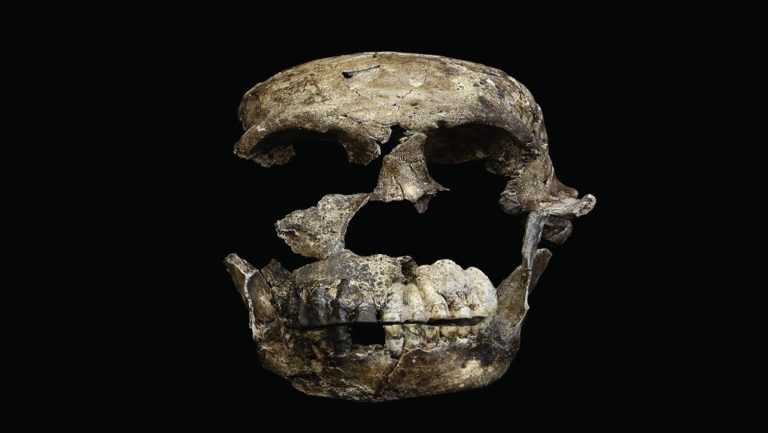 Απολιθώματα του Homo naledi ηλικίας έως 335.000 ετών (video)