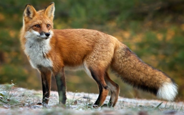 Γρεβενά: Ο εμβολιασμός των κόκκινων αλεπούδων