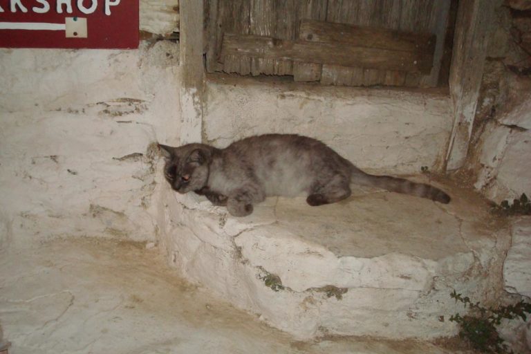 Δράσεις του Δήμου Αλοννήσου για τα αδέσποτα ζώα