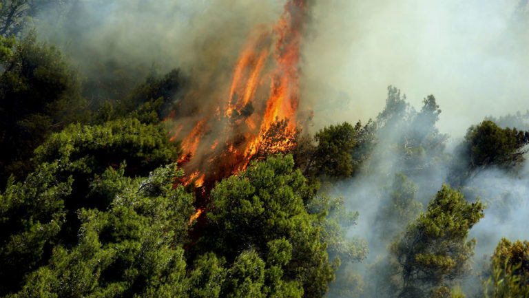 Φωτιά κοντά στον οικισμό Πανόραμα στους Αγίους Θεοδώρους – Ζημιές (video)