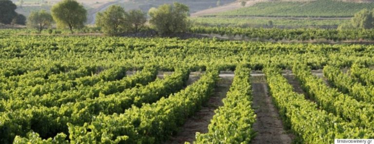 Δηλώσεις συγκομιδής οινοστάφυλων