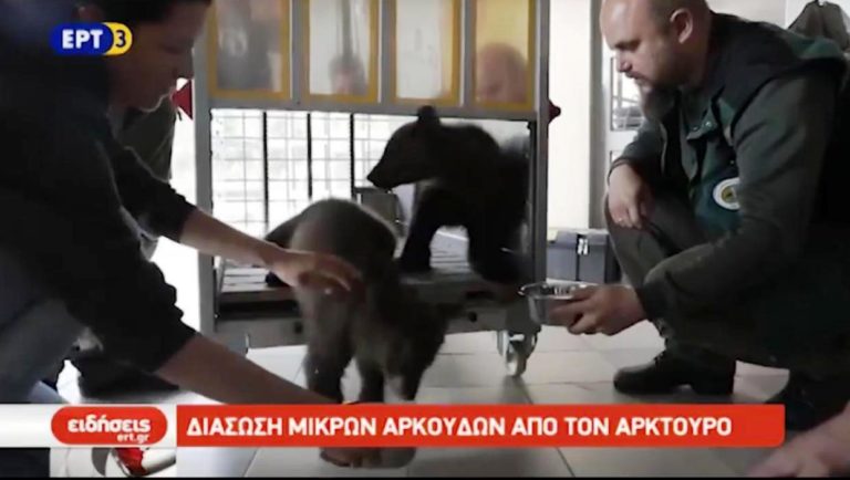 Δύο ορφανά αρκουδάκια διέσωσε ο Αρκτούρος (video)