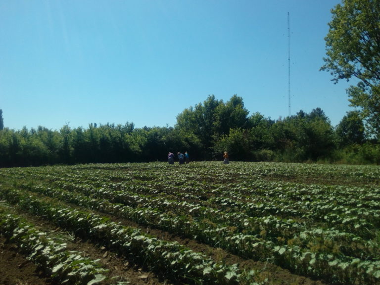 Κομοτηνή: Βαλκάνιοι εργάτες γης