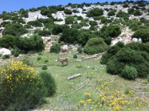 Πάρνηθα: 10 χρόνια μετά την καταστροφή (video)