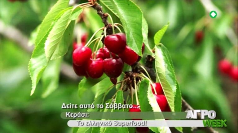 «ΑΓΡΟweek» Κεράσι: το ελληνικό Superfood (trailer)