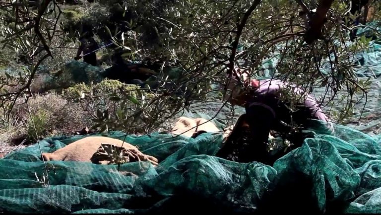Ζητά την ανάκληση των απολύσεων