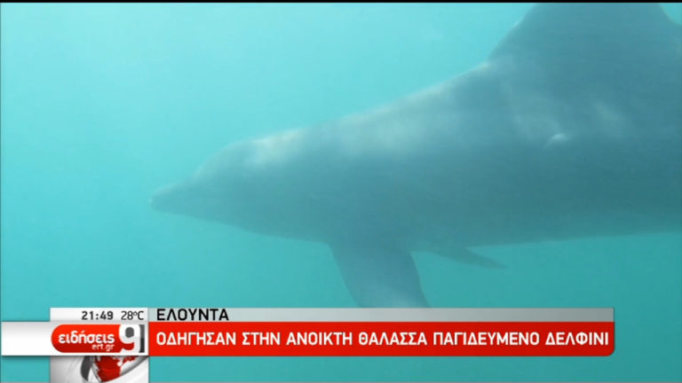 Οδήγησαν στη θάλασσα παγιδευμένο δελφίνι στην Ελούντα (video)