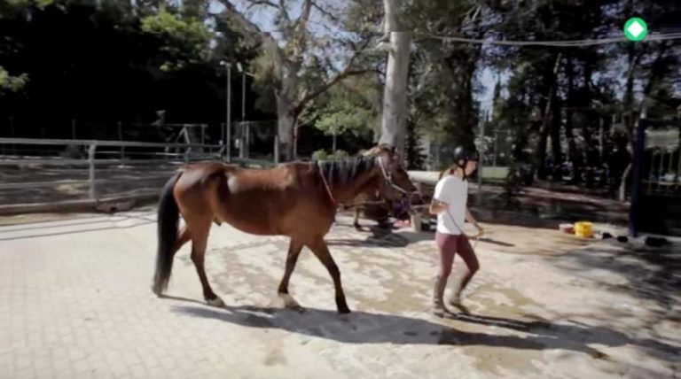Σέρρες: Ημερίδα για το πρόγραμμα «Άλογο και αυτισμός»
