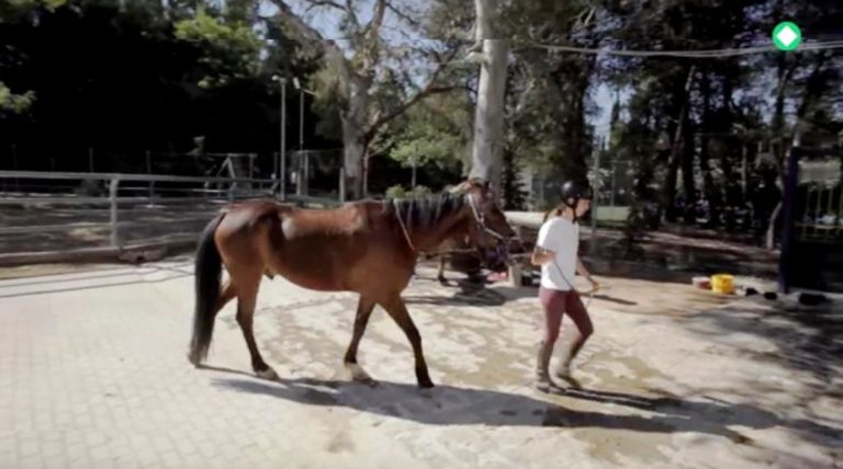 Παρουσίαση αλόγων στης Βρύσες Αποκορώνου