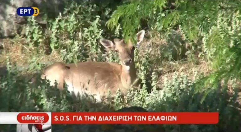 S.O.S. για τη διαχείριση των ελαφιών (video)