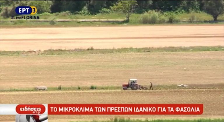 Επιστροφή στην υγιεινή διατροφή με τα φημισμένα φασόλια Πρεσπών (video)