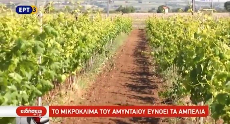 Νέες επενδύσεις και θέσεις εργασίας φέρνει στο Αμύνταιο το κρασί (video)