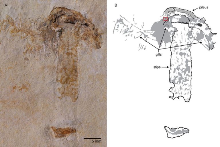 Βραζιλία: Ανακαλύφθηκε το αρχαιότερο απολίθωμα μανιταριού