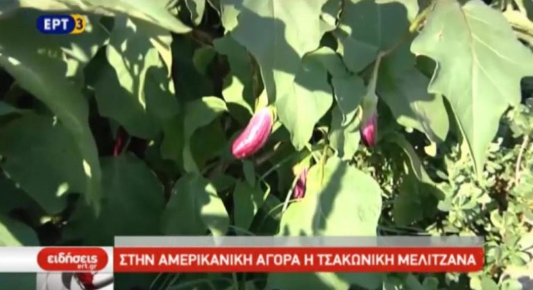 Τσακώνικη μελιτζάνα: το κατ΄εξοχήν τοπικό προϊόν του Λεωνιδίου (video)