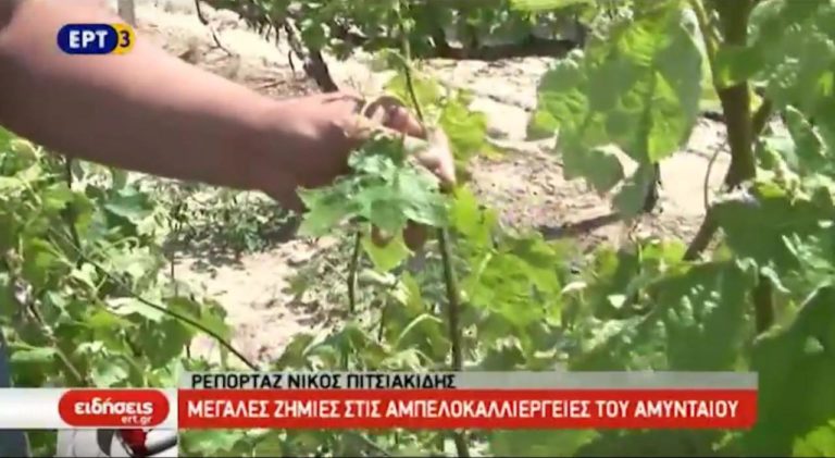 Mεγάλες ζημιές στα αμπέλια του Αμυνταίου από την κακοκαιρία (video)