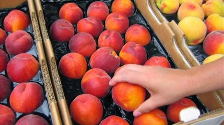 Ρέθυμνο: Δωρεάν διανομή ροδάκινων