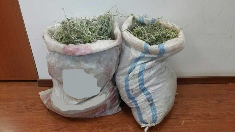 Φλώρινα: Σύλληψη αλλοδαπών για συλλογή τσαγιού