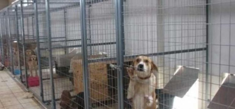Βόλος: Στην Δικαιοσύνη προσφεύγει για τα αδέσποτα η αντιδήμαρχος