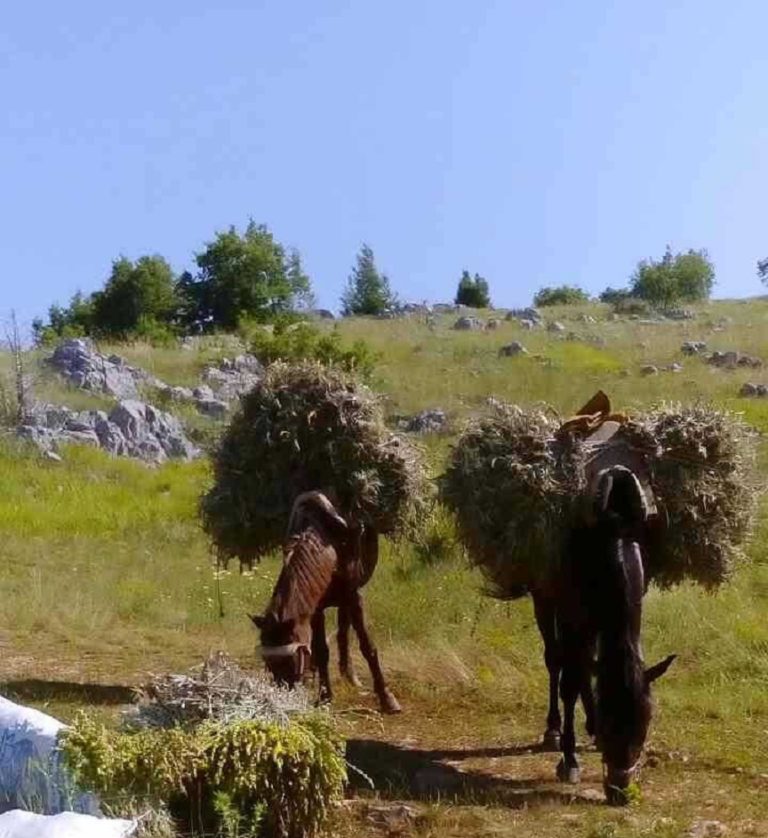 Φλώρινα: Σύλληψη τριών για συλλογή τσαγιού του βουνού