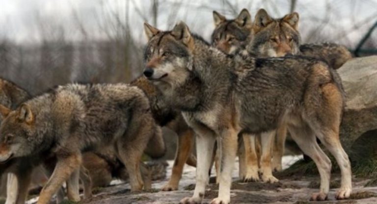 Επίθεση λύκων σε κοπάδι μέσα σε αυλή στη Τ.Κ. Λόφων Φλώρινας