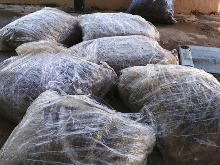 Εξάρθρωση μεγάλης σπείρας ναρκωτικών στην Αμαλιάδα