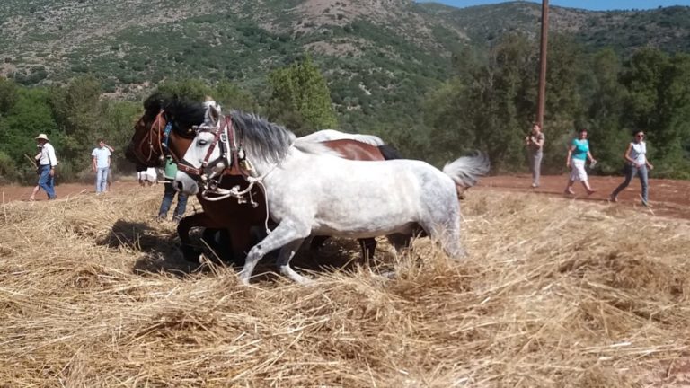 Θέρισαν και αλώνισαν στην Καρύταινα Αρκαδίας