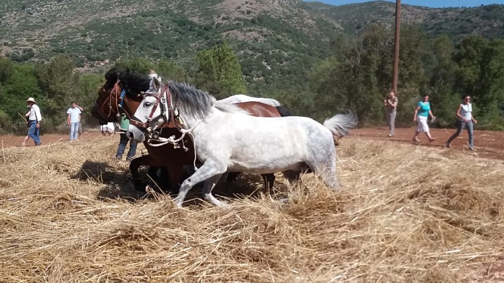 Έλεγχος της Εθνικής Αρχής Διαφάνειας με θέμα την τήρηση του νόμου για θερινή αναπαράσταση αλωνίσματος σε χωριό της Αρκαδίας