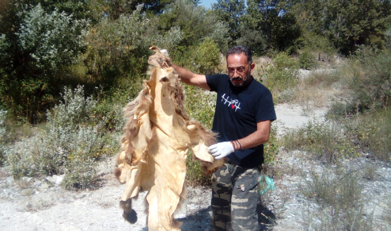 Φλώρινα: Κατεργασμένο δέρμα αρκούδας εντόπισε ο ΑΡΚΤΟΥΡΟΣ