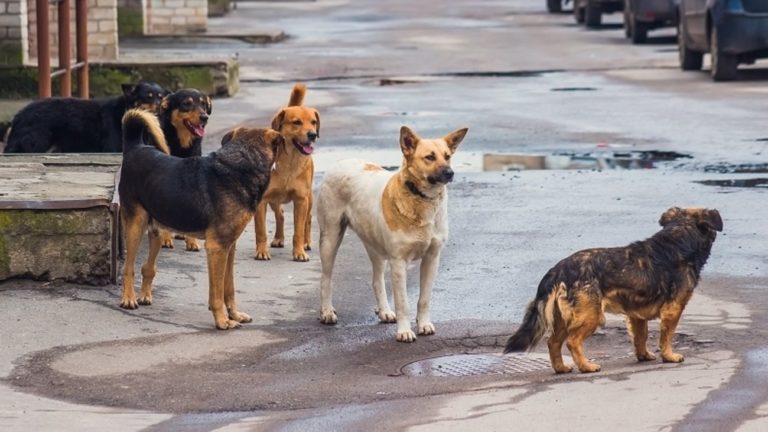 Επιθέσεις αδέσποτων στον Πύργο