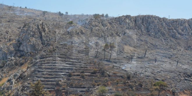 ΝΟΔΕ Χίου: ανακοίνωση για τις αποζημιώσεις των μαστιχοπαραγωγών