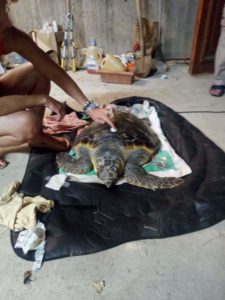 Κομοτηνή: Μια χελώνα careta – careta γνώρισε την αγάπη των ανθρώπων