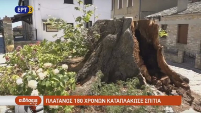 Παρά λίγο τραγωδία από την πτώση του πλάτανου της Πορταριάς (video)