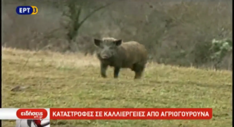 Αυξάνεται συνεχώς ο πληθυσμός των αγριογούρουνων (video)