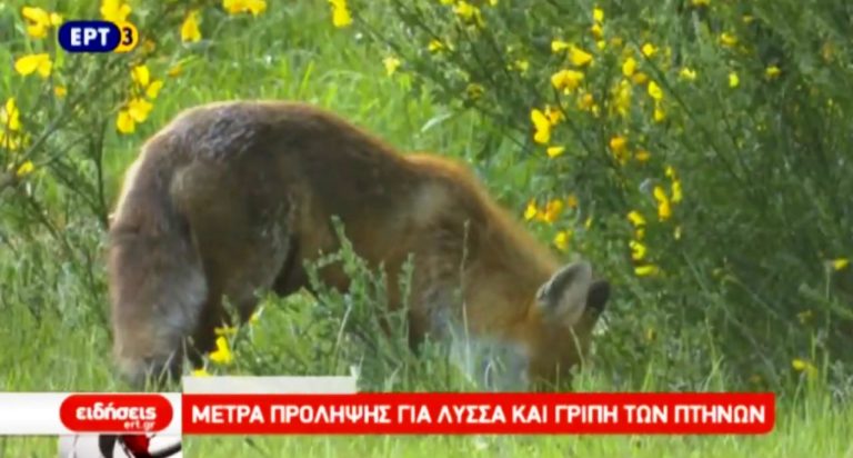 Μέτρα πρόληψης για λύσσα και γρίπη των πτηνών (video)