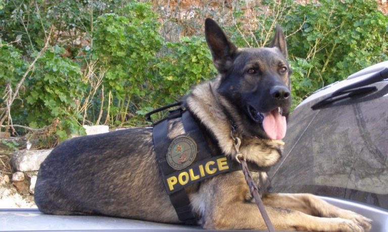 Βόλος: Αστυνομικός σκύλος ξετρυπώνει χασίς και κοκαΐνη