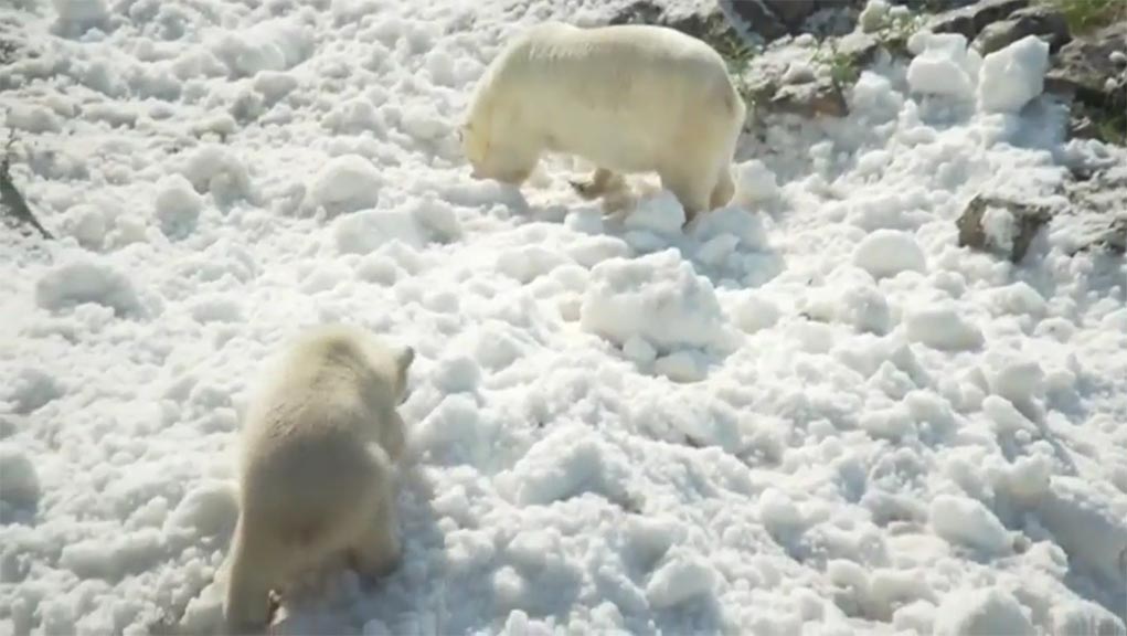 Φινλανδία: Θερινά “Χριστούγεννα” για τις πολικές αρκούδες ζωολογικού κήπου (video)