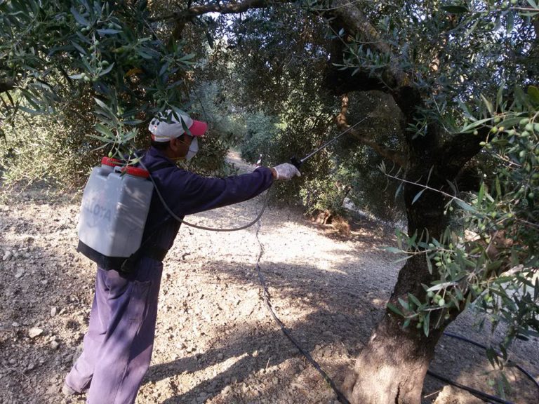 Δεν αναλαμβάνει τη δακοκτονία σε Μάνη και Πύλο η Ένωση