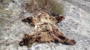 Φλώρινα: Κατεργασμένο δέρμα αρκούδας εντόπισε ο ΑΡΚΤΟΥΡΟΣ