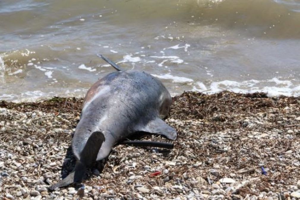 Νεκρό δελφίνι στο Ν. Πήλιο