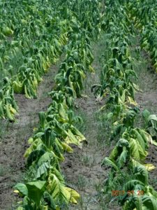 Σοφάδες: Ζημιές σε 6000 στρέμματα καλλιεργειών